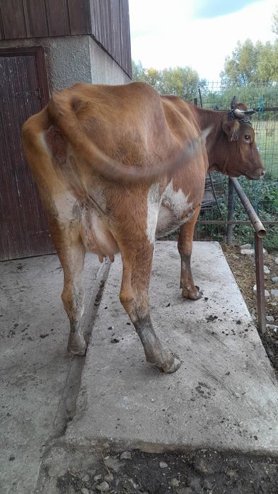 Vând vaca baltata