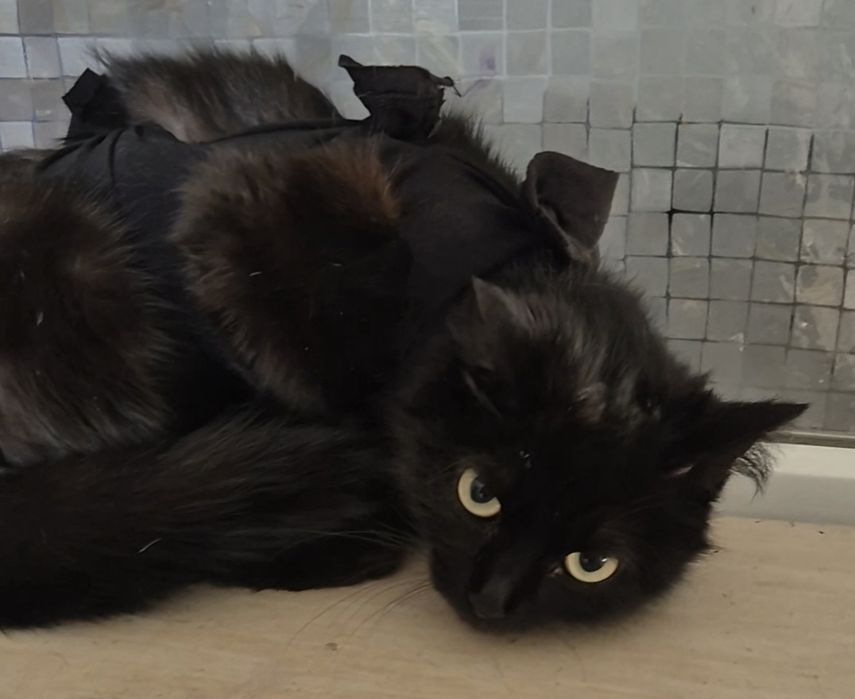 Тарзанка ищет заботливые ручки!