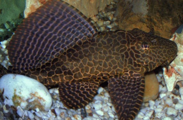 Продам терагоплита парчового.