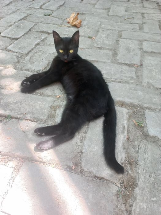 Mushuk tekinga beriladi