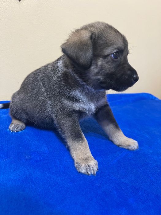 Щенки, рожденные 23.09.23