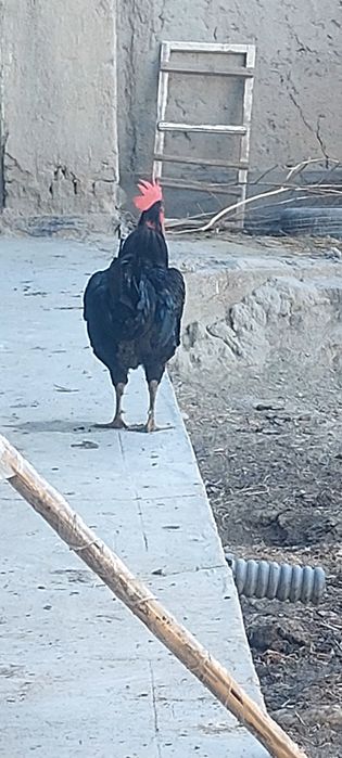 корашахзода гигант сотилади гиждувонда