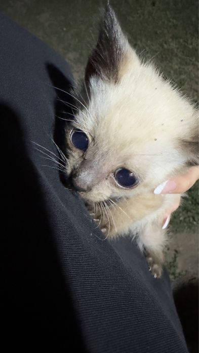 Котята бесплатно кошка