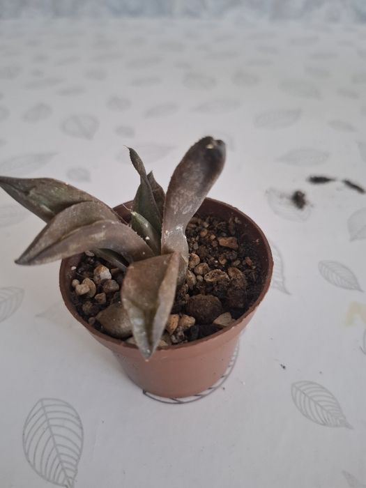 Продам суккуленты