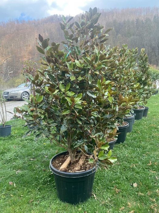 Plante Ornamentale pentru Gradini si Curti