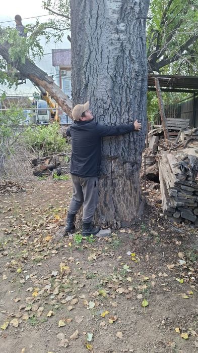 Спил деревьев, обрезка, ағаш кесеміз
