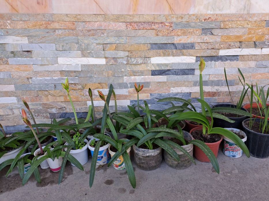 Цветок Амаралис. Цветут хонака гуллар