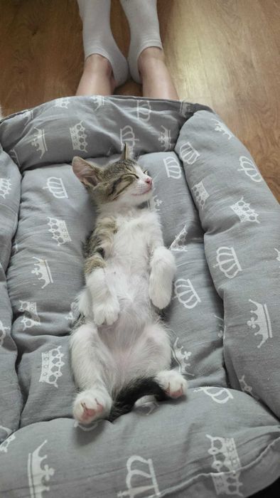 Котенок в добрые руки