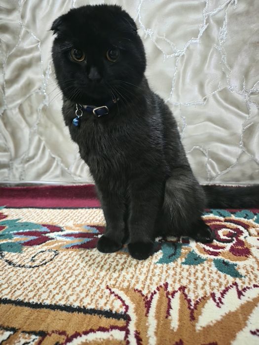 Scottish flod mushuk sotiladi