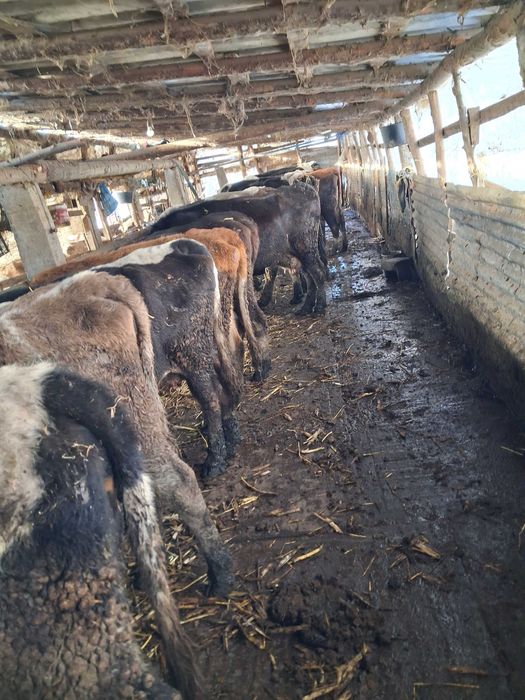 Vaci gestante si fătate de vânzare