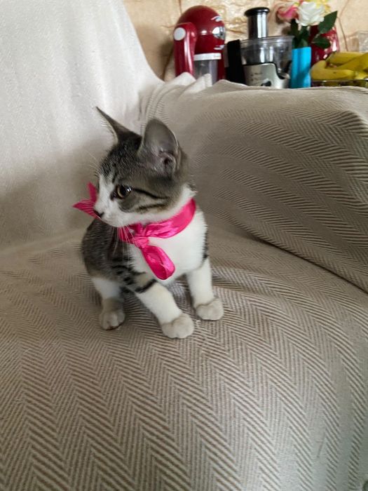 Pisic spre adopție