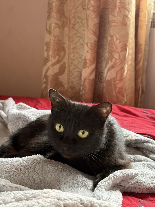 Отдаю в добрые руки двух кошечек