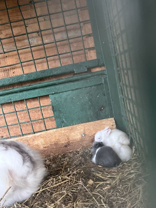 Iepuri pitici CAP DE LEU