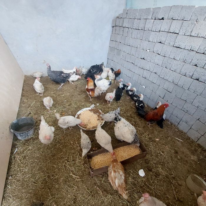 Товуклар сотилади