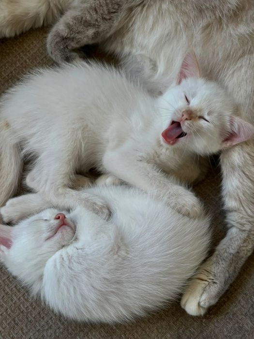 Котята в добрые руки и любящие сердца