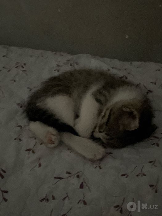 СРОЧНО! отдам в добрые руки милого котенка