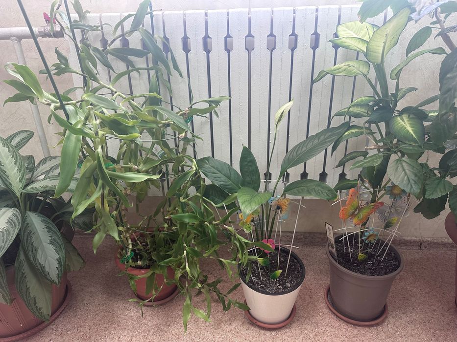 Цветы домашние или для офиса