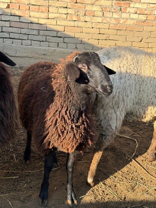 продам токты кошкар