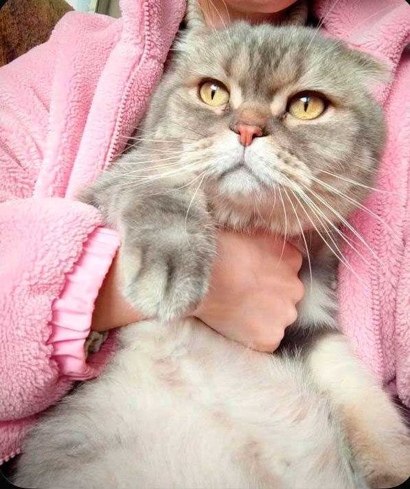 Большой молодой скоттиш в добрые руки