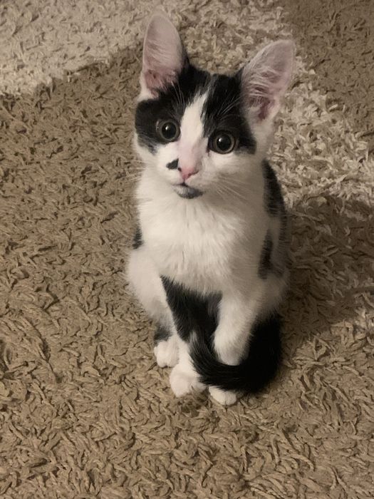 Отдам кошку в добрые руки