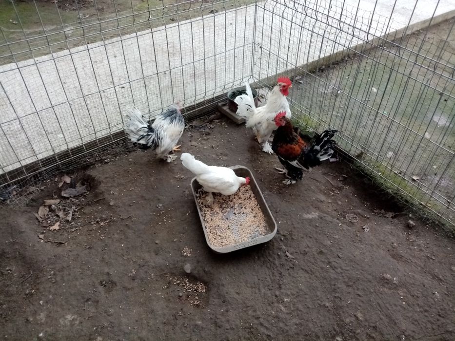 Cocoși pitici,patici