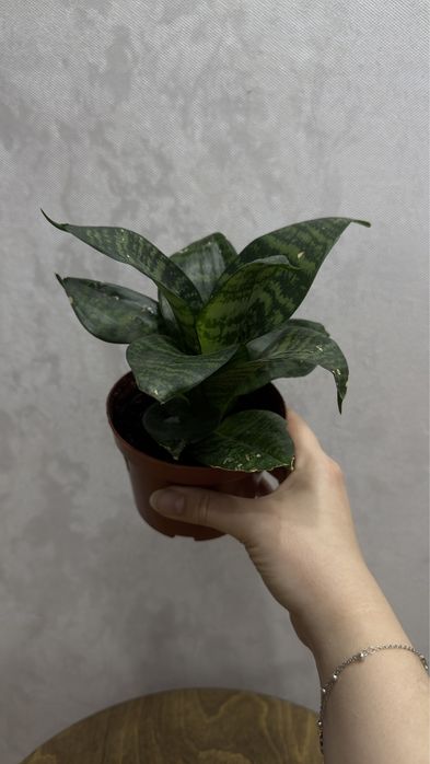 Сансевьерия хани