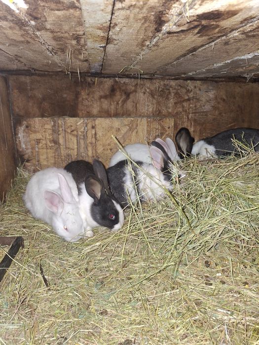 Disponibili iepurași hycole francez