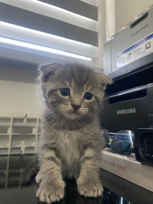 Котенок британец вислоухий