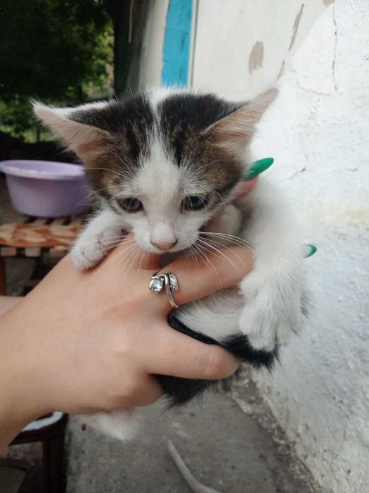 Котята, около 2 месяцев