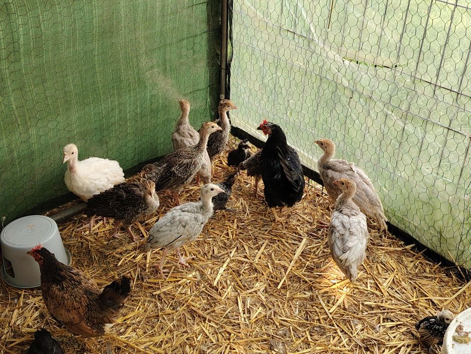 Vând lot 10 pui de curca țărănești