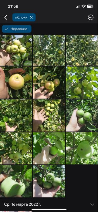 Яблоневый сад