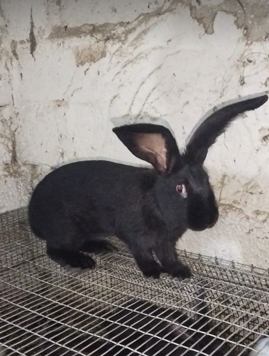 Продается крол строкач