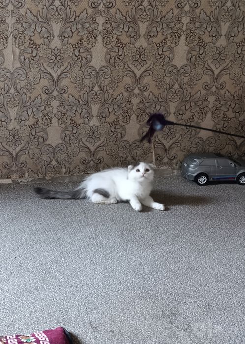 Продам вислоуха котёнка