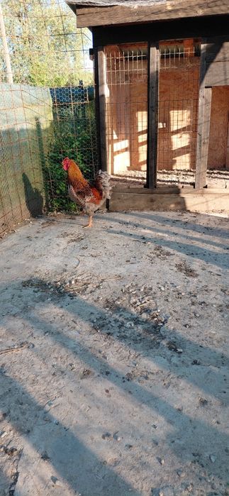 Vand Cocoș Wiandotte
