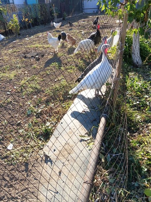 Индюки домашние на продажу