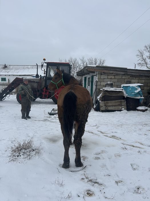Лошадь ат,мерин.