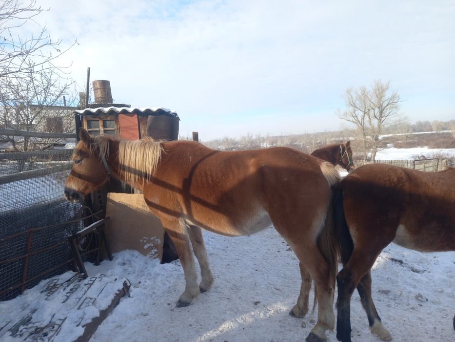 Продам жерёбых  кобыл.
