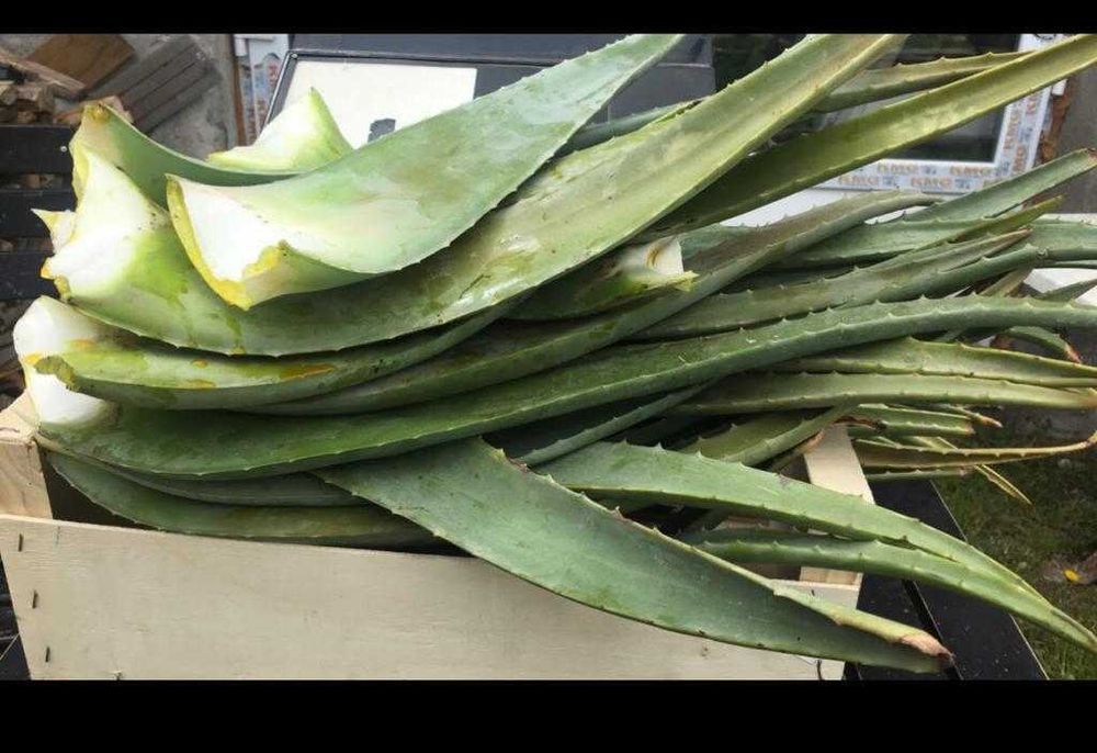 Aloe vera Barbadensis Miller Frunze