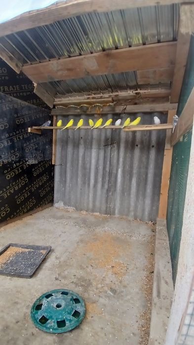 Vand sau schimb perusi