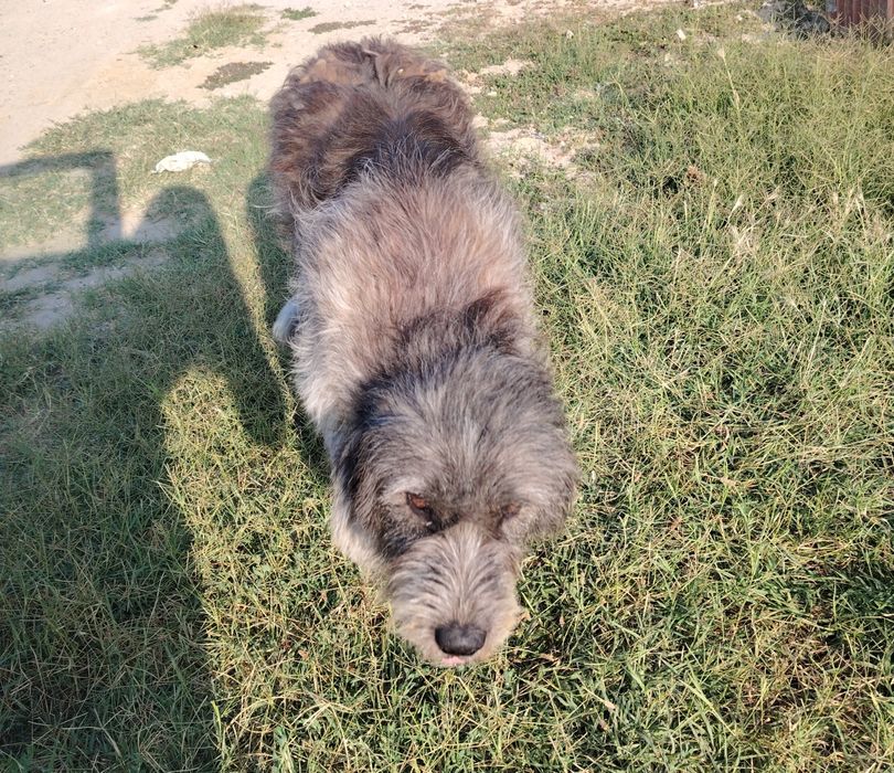 Adoptie urgenta cățelușa talie mare
