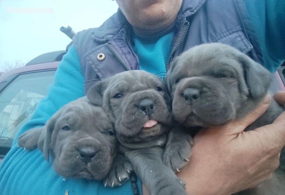 Кане Корсо бебета