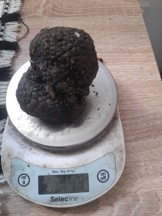 Trufe proaspete culese recent