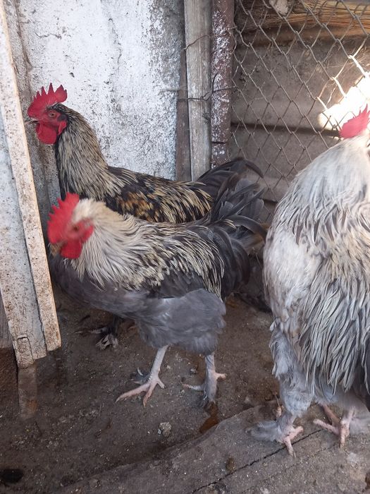 Cocoși marans  2026
