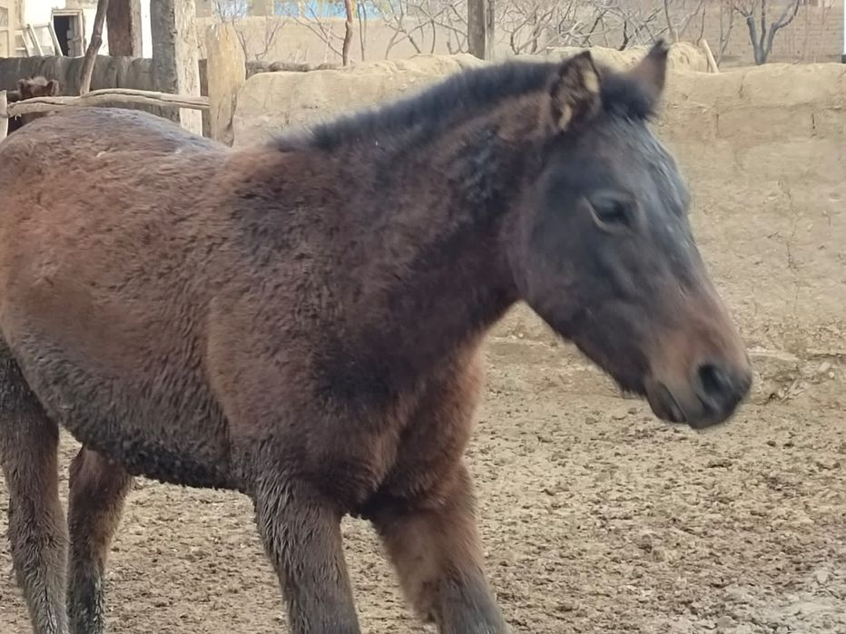 Полторашкалар сатылады