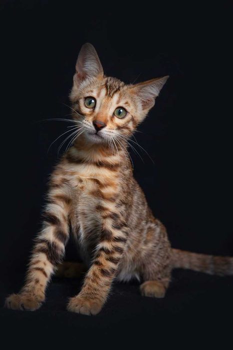 Бенгальские котята с документами