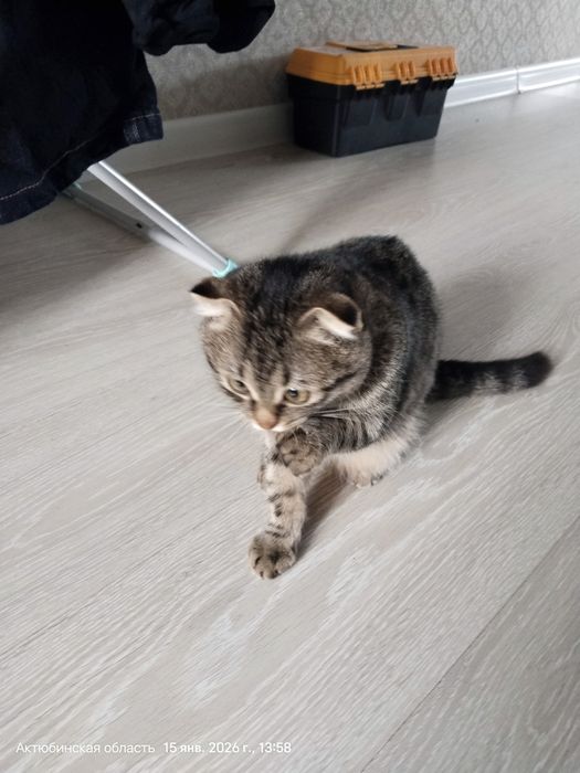 Отдам катенка мальчик