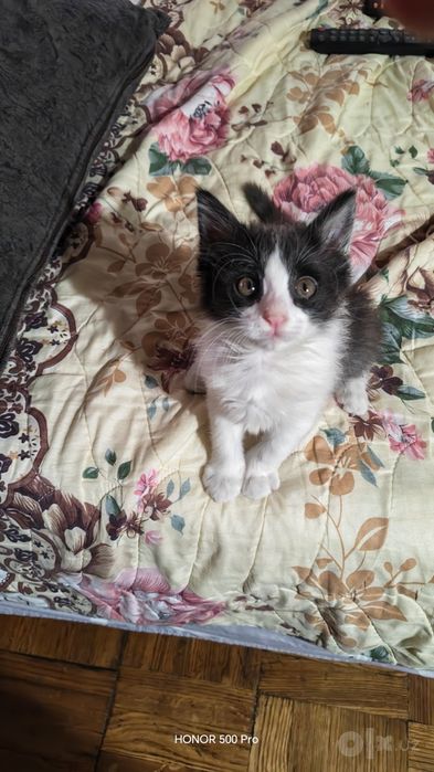 Котенок игривый к лотку приучен
