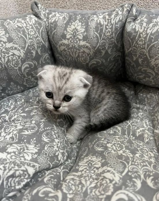 Шотландский вислоухий котенок