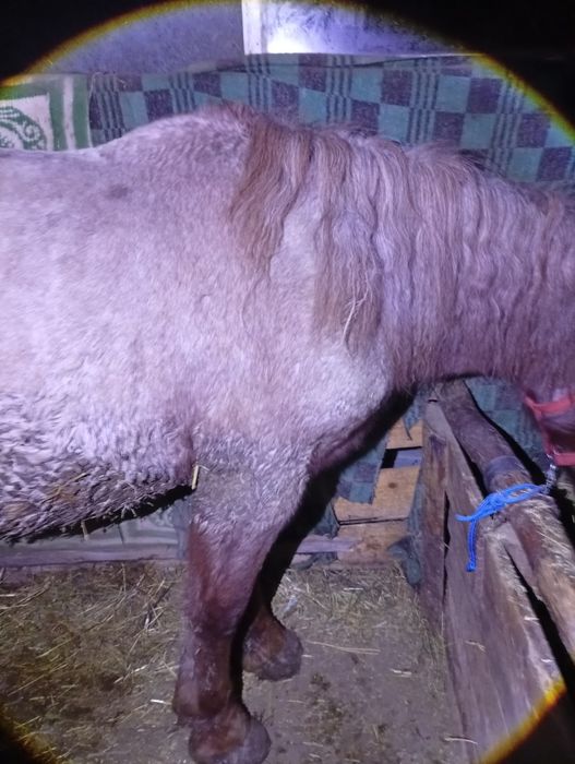 Vând o mânză de 10 luni dacă vă interesează