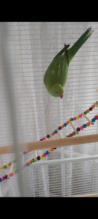 Попугай Ожереловый (Индийский)